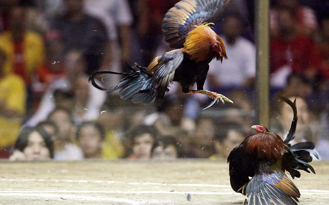 Legal Online Sabong Sites Philippines