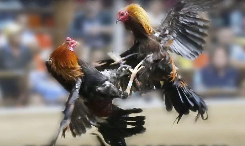 Sabong Manok: Ultimate Guide for Enthusiasts